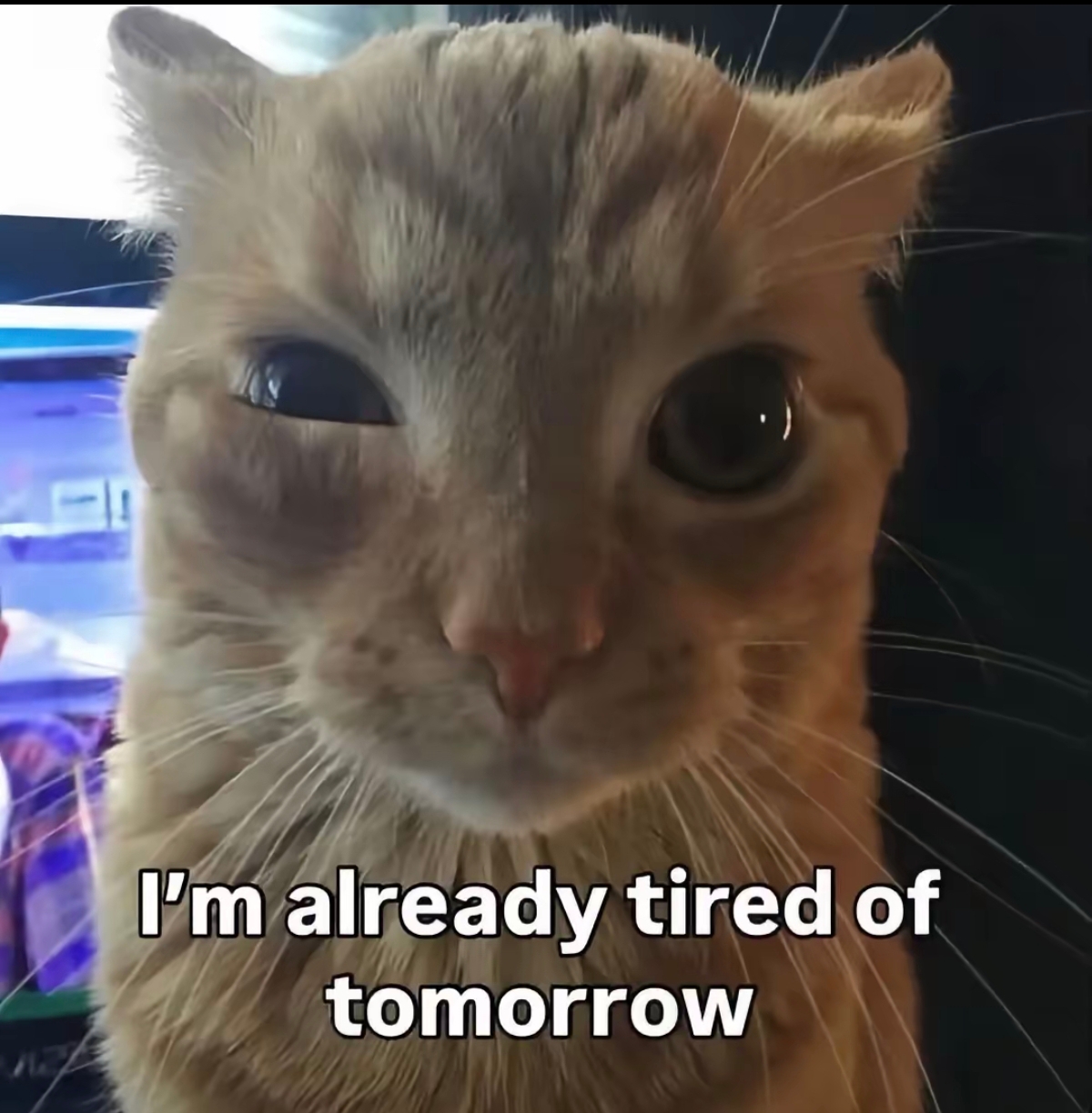 IT GUY